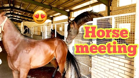 horse race meetings 2022.
